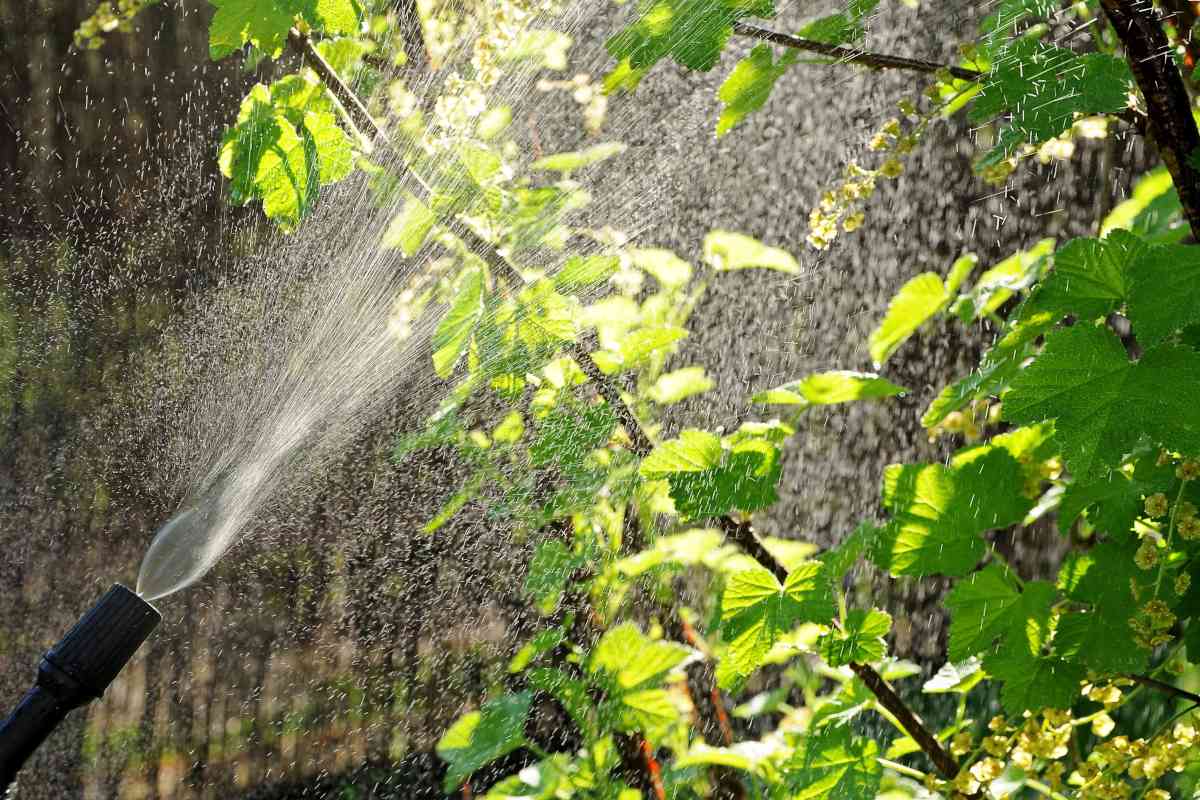 organic-treatments-for-fruit-trees-min