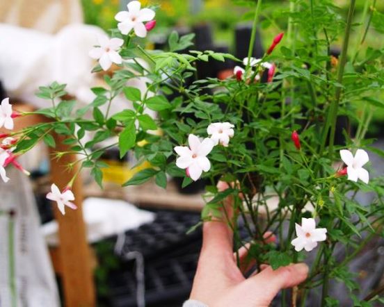 jasmine flower