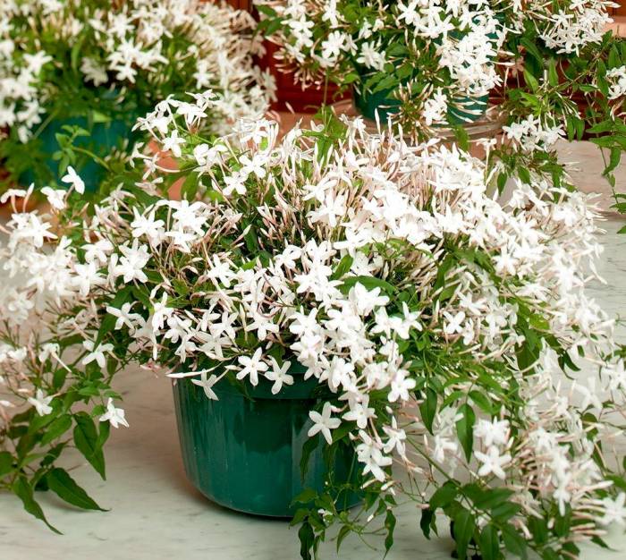 jasmine flowers علت خشک شدن گل یاس