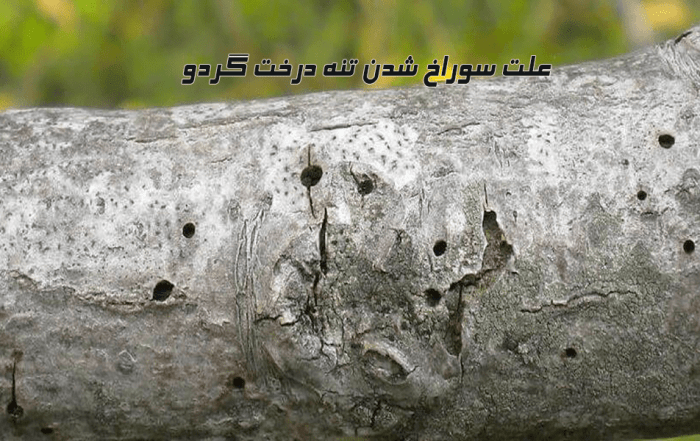 علت سوراخ شدن تنه درخت گردو