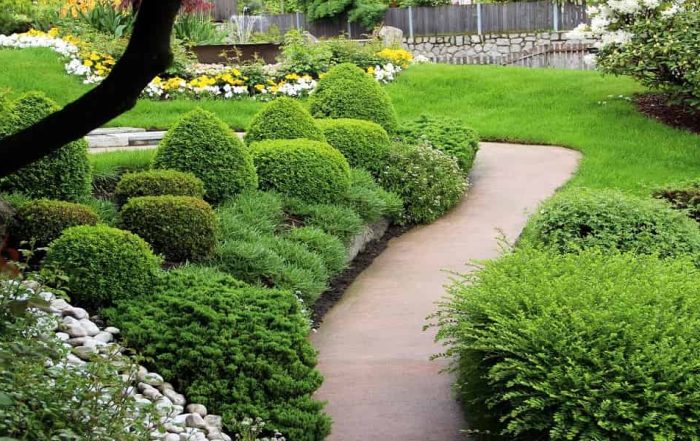 گلهای باغچه ای همیشه سبز