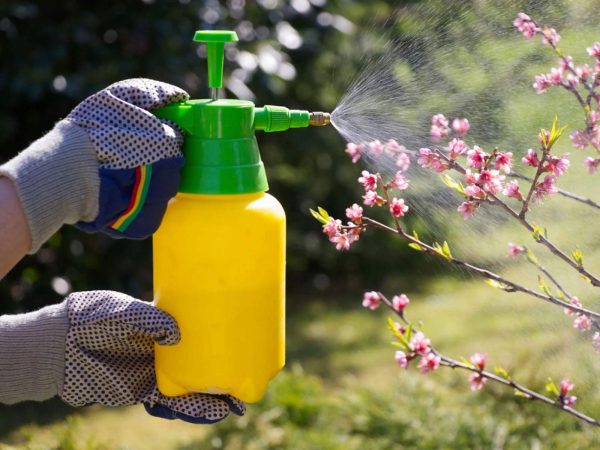 جدول زمان سمپاشی درختان میوه