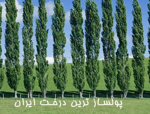 پولسازترین درخت ایران