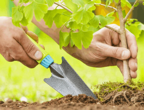 چه درختانی را نباید کنار هم کاشت