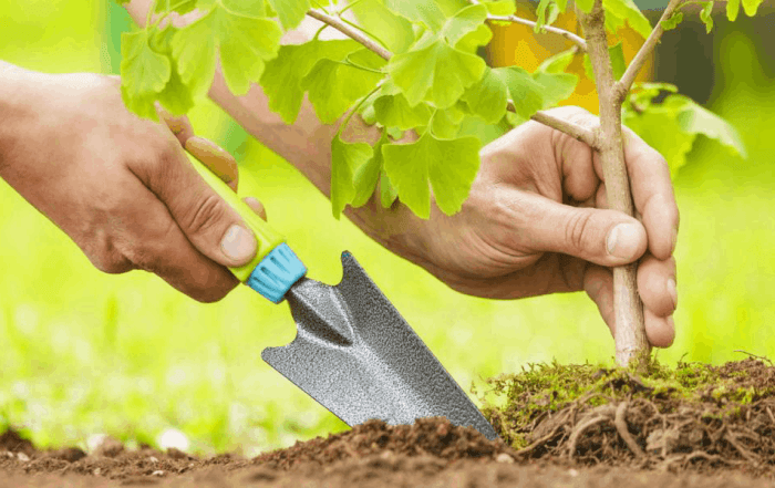 چه درختانی را نباید کنار هم کاشت